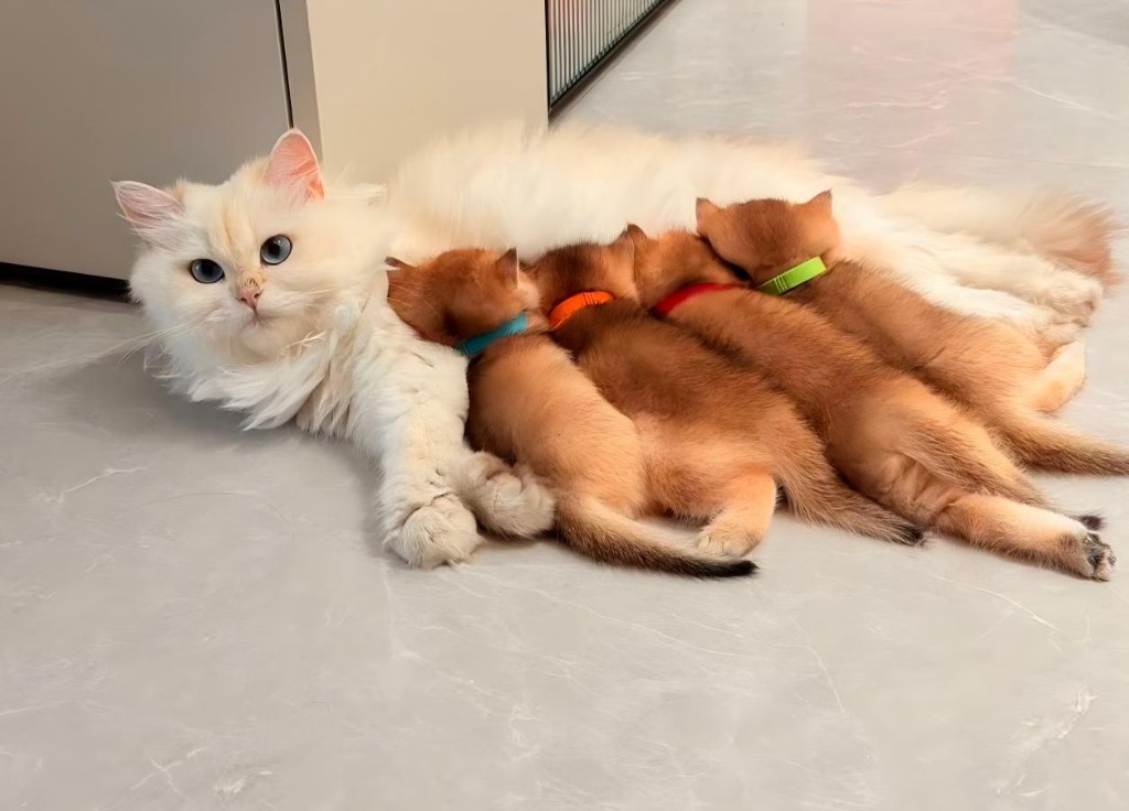 家里的猫猫与小猫